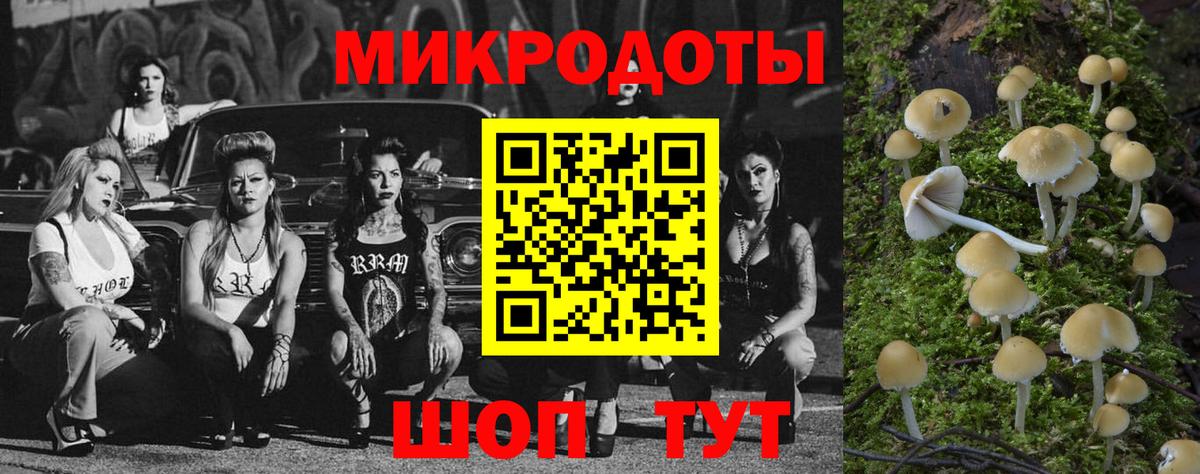 Галлюциногенные грибы Psilocybe Калуга